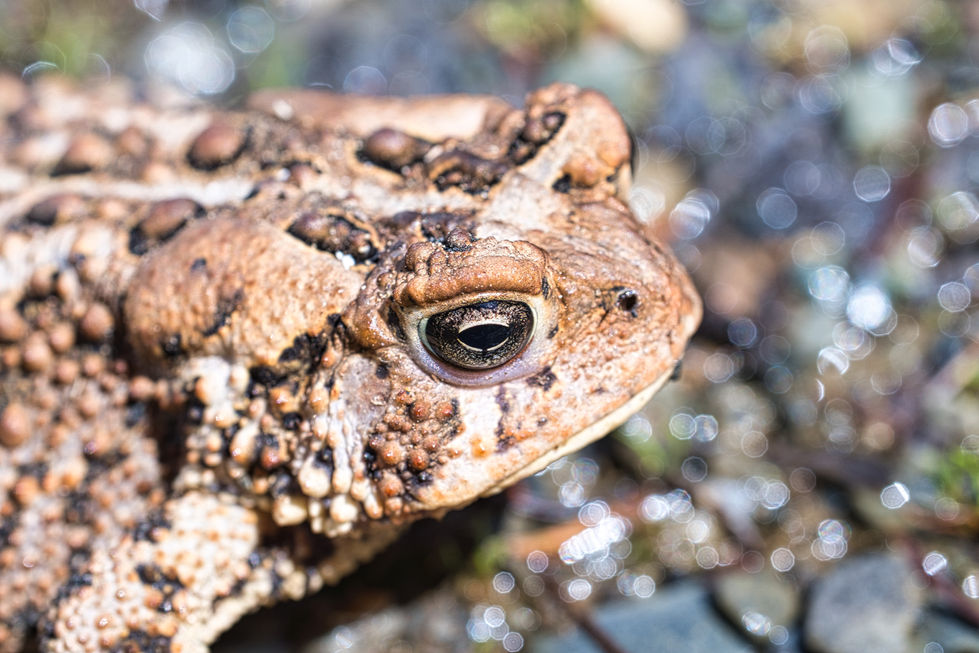 Toad2