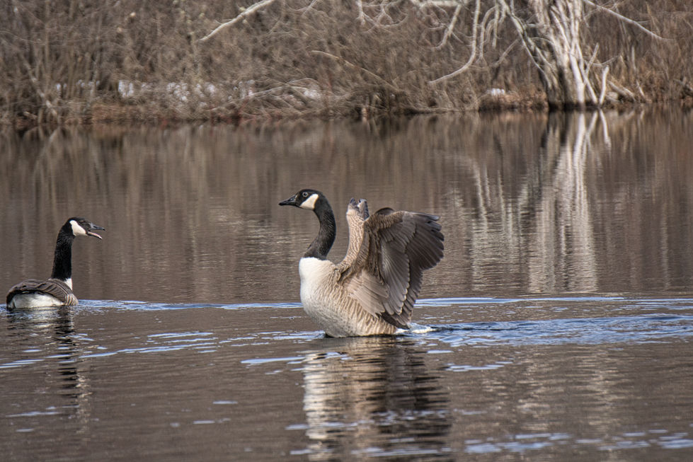 Goose7