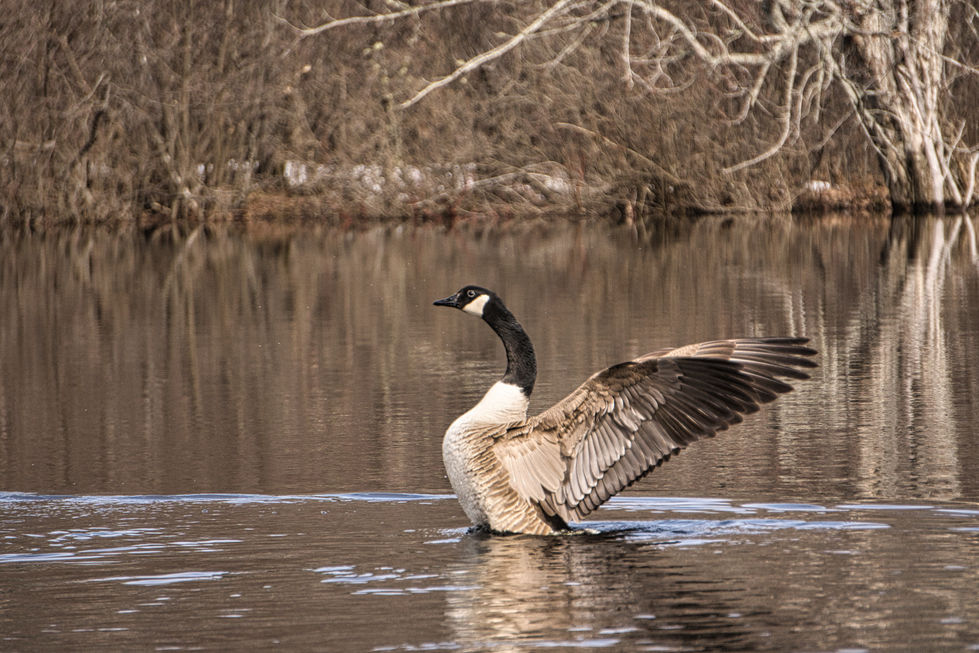 Goose5