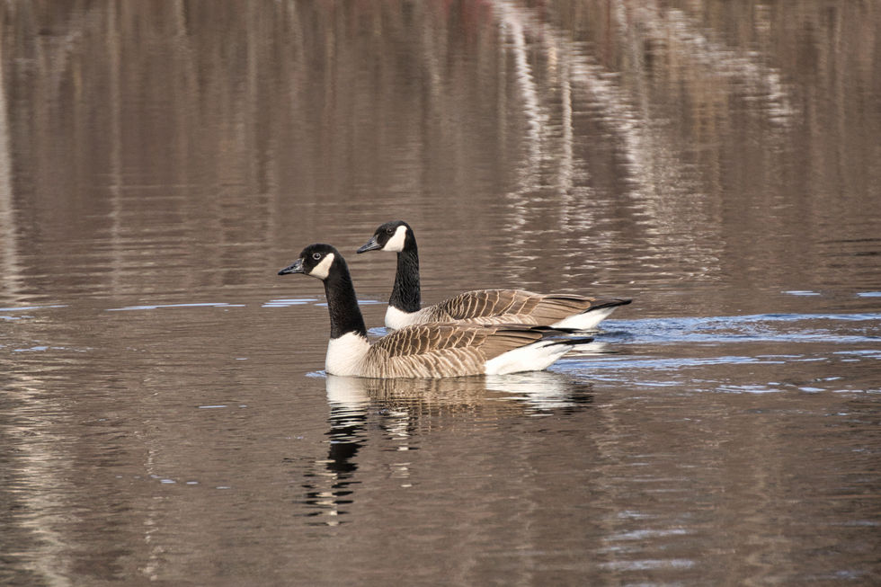 Goose3