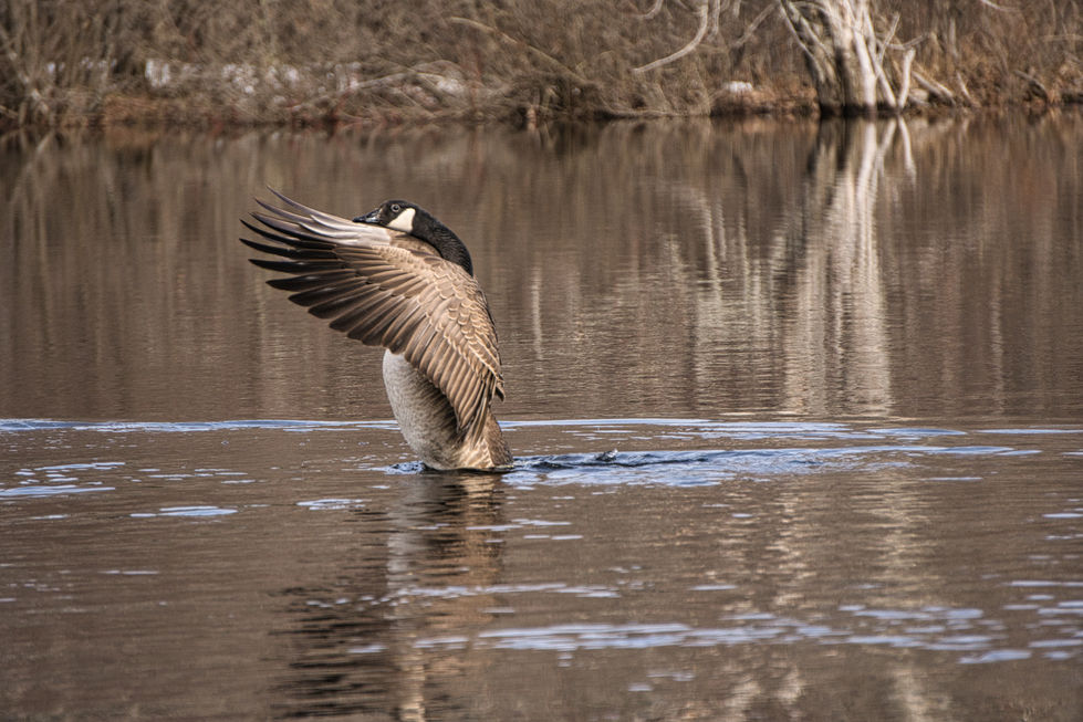 Goose6