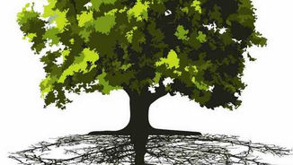 Lessons of the Willow Tree