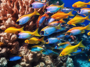 Sustainable Fisheries Initiatives: Funding Marine Ecosystems Research