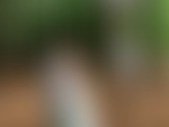 The Complete Guide to Outdoor Wedding Ceremonies in Athens GA