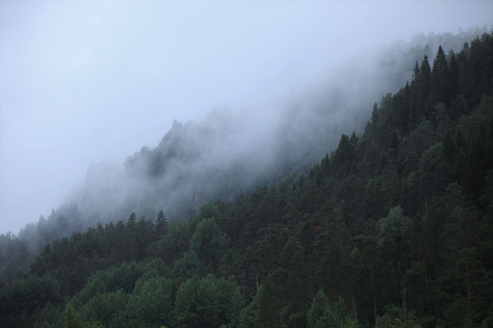 Kontrast Nebel und Wald