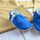 Thumbnail: Solid Cotton Stay-On Shoes - Royal Blue
