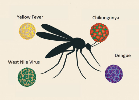 Semi-Automated Arbovirus Detection in Wastewater with Nanotrap Microbiome Particles and the Nanotrap PRIME Extraction Kit