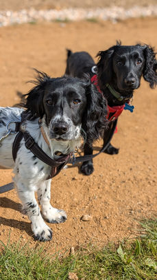 Group dog walks in Fareham, Hampshire. Dog walker for Fareham, Funtley, Park Gate, Titchfield, Segensworth and Whiteley