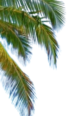 palm-removexbg-preview.png