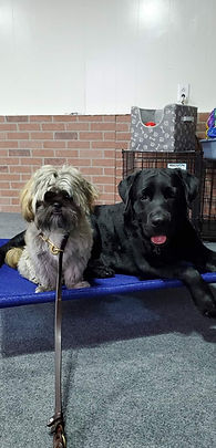 Black labrador and small dog sit nicely on place cot during training session