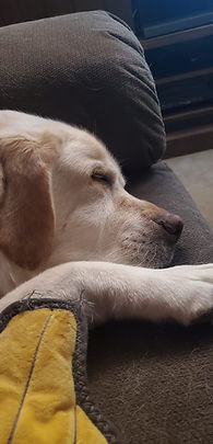 Yellow labrador sleeping during pet sitting
