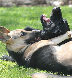 A german shepherd and black labrador play in the grass