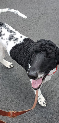 Black and white doodle walks nicely on a loose leash during training