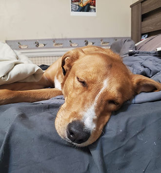 Dog sleeping on bed for pet sitter