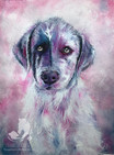 Welpe Australian Shepherd