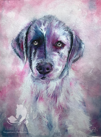 Welpe Australian Shepherd
