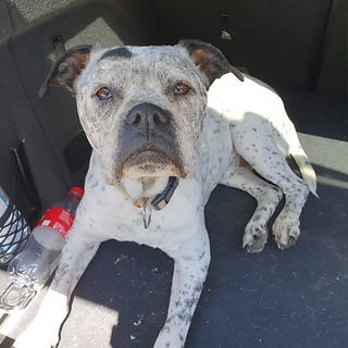 Ellli, Old English Bulldog