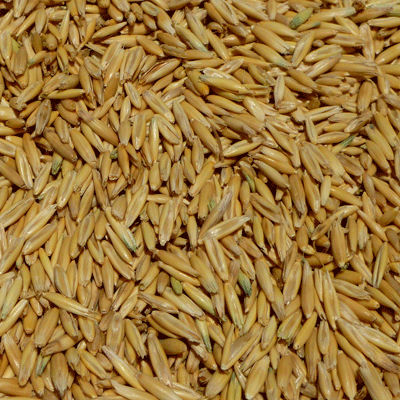 Oat