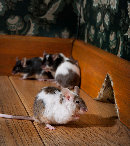 Fumigaciones-MF-Servicios-Roedores