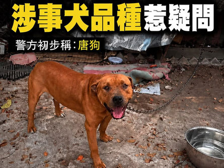 【打鼓嶺狗酒店女負責人遭狗襲死亡 涉事犬晶片登記「唐狗」 實際品種待漁護署確認】