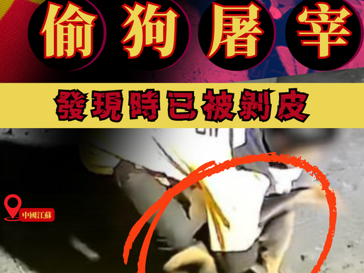 【江蘇男惡性偷狗案屠宰 狗隻遭摔死剝皮】