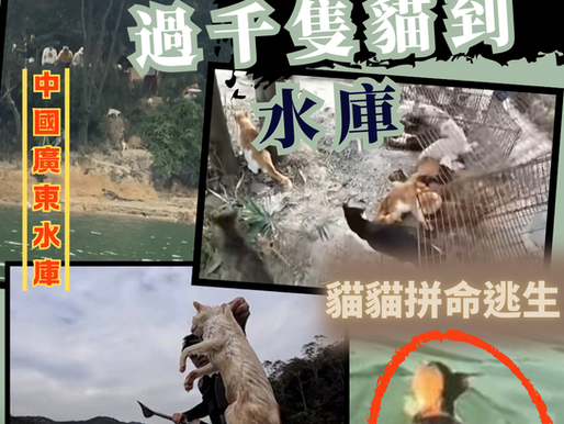 【內地人放貓作祈福 過千隻貓受拼命逃走】