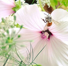Bee on mallow plant.jpg