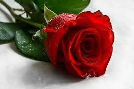 images-7