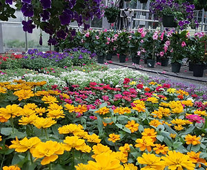 Blooming flowers in retail store