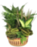12 in. Wicker