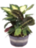 Ceramic A