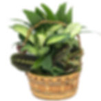 10 in. Wicker