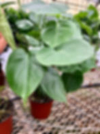 Split Leaf Philodendron - 6"