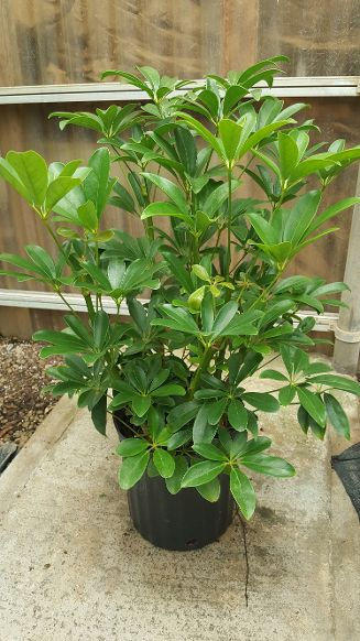 Arboricola - 4", 6", 8", 10"