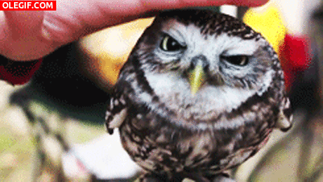 mochuelo.gif