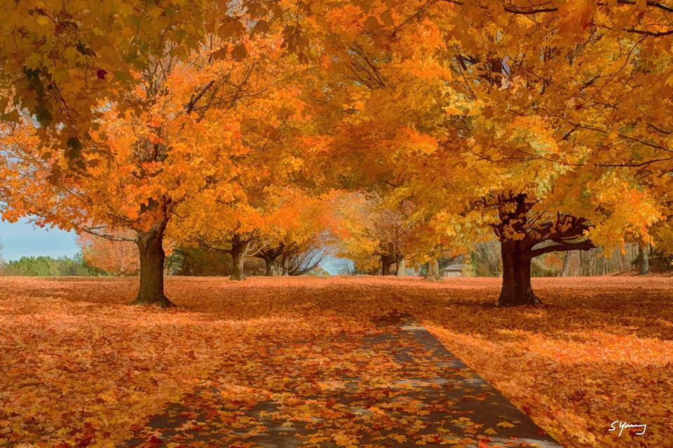 MASS_Fading-autumn_REDO_final.jpg
