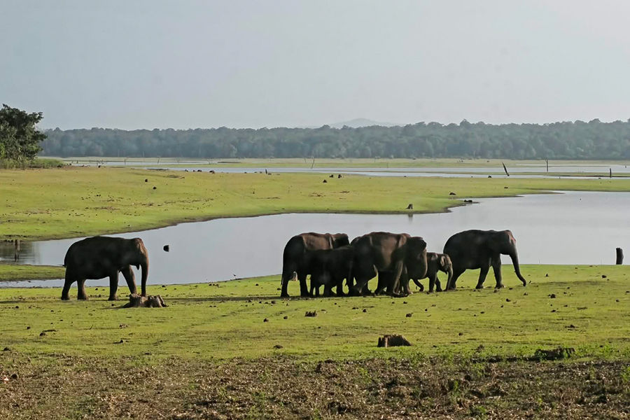 Elephants