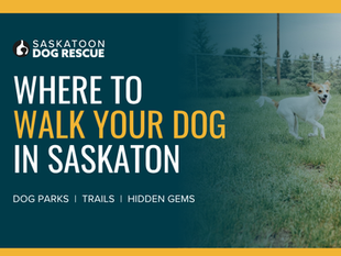 Where to Walk Your Dog in Saskatoon: Parks, Trails, and Hidden Gems