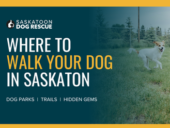 Where to Walk Your Dog in Saskatoon: Parks, Trails, and Hidden Gems