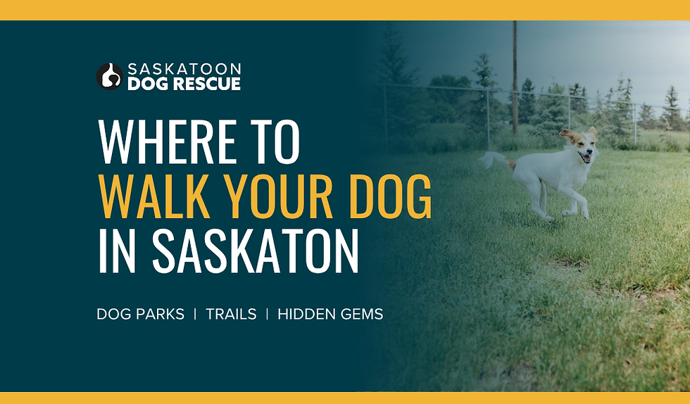 Where to Walk Your Dog in Saskatoon: Parks, Trails, and Hidden Gems
