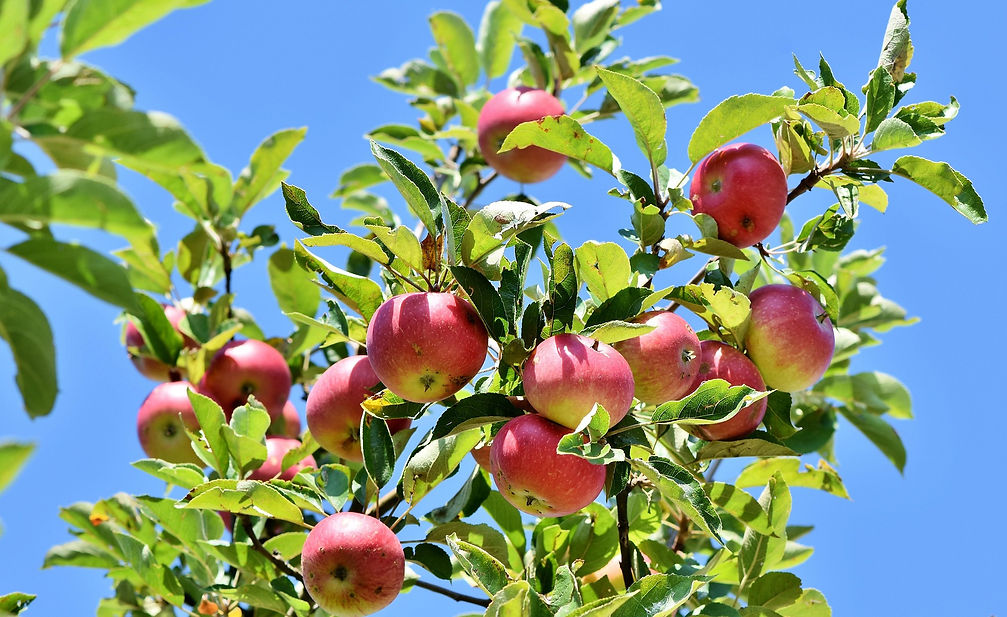 ralphs_fotos-apples-3535566_1920.jpg