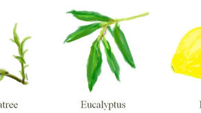 風邪に負けない身体作りにおすすめアロマ