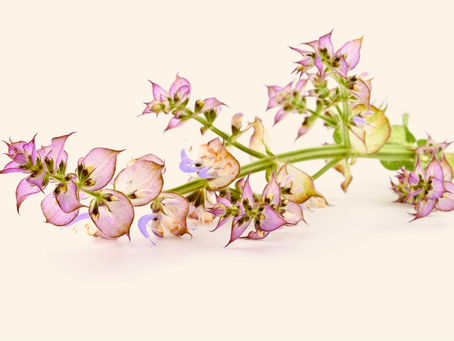 快樂鼠尾草 clary sage (Salvia sclarea)
