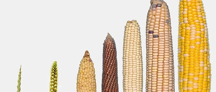 maize improvement.webp