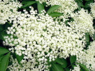 Elder blossom