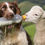 Thumbnail: LAMB DOG TREATS