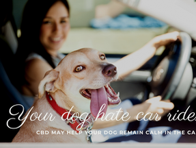 Dog's with Car Anxiety
