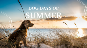 Dog Days of Summer