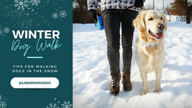 Winter Dog Walk🎿