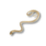 Snake cuff earring